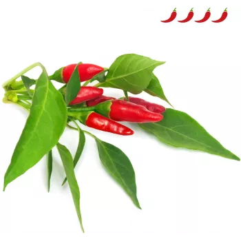 Click & Grow Piri-Piri-Chili odlingskapslar för Smart Garden, 3-pack (SGR67X3)