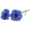 Click & Grow blåklint växtkapslar för Smart Garden, 3-pack (SGR36X3)