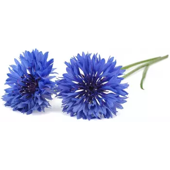 Click & Grow blåklint växtkapslar för Smart Garden, 3-pack (SGR36X3)