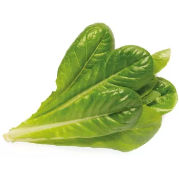 Click & Grow SGR50X3 Lettuce Plant Pod Refill (3-Pack)