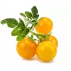 Click and Grow Smart Garden refill 3-pack mini-tomatplantkapslar