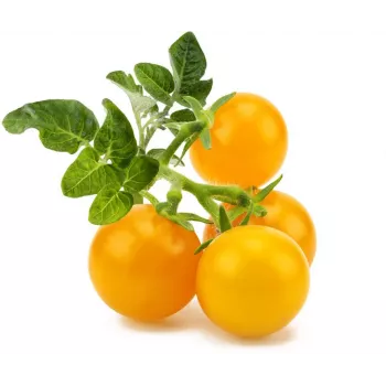 Click and Grow Smart Garden refill 3-pack mini-tomatplantkapslar