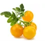 Click and Grow Smart Garden refill 3-pack mini-tomatplantkapslar
