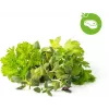 Click & Grow steak-örter-mix odlingskapslar för Smart Garden, 9-pack (PPMSSX9)