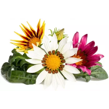 Click & Grow gazania växtkapslar för Smart Garden, 3-pack (SGR92X3)
