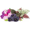 Click & Grow Vibrant Flower Mix växtkapslar för Smart Garden, 9-pack (PPMVBX9)