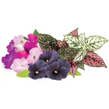 Click & Grow Vibrant Flower Mix växtkapslar för Smart Garden, 9-pack (PPMVBX9)