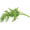 Click & Grow SGR49x3 Dill Plant Pod Refill 3-Pack