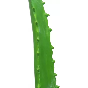 EUROPALMS konstgjord aloe vera-växt i svart kruka, 63cm 82809112