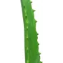 EUROPALMS konstgjord aloe vera-växt i svart kruka, 63cm 82809112
