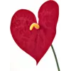 EUROPALMS konstgjord anthurium, 70 cm 82530164