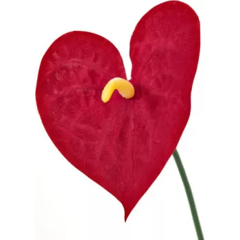 EUROPALMS konstgjord anthurium, 70 cm 82530164