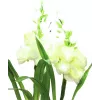 EUROPALMS Aronstab, 3-set med LED, vit, 85 cm (83330302)
