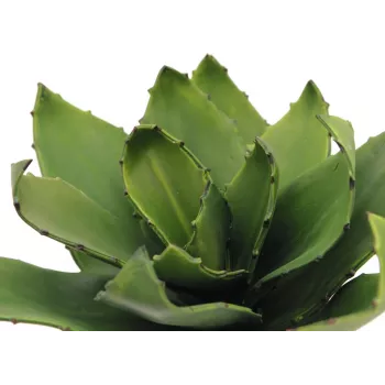 EUROPALMS Agave konstväxt, EVA, grön, 35 cm 82530576