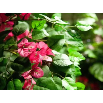 EUROPALMS Bougainvillea konstgjord växt, rosa, 150 cm 82507055
