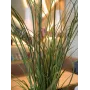 EUROPALMS Konstgjort bladvass, 145 cm, grön/brun, förplanterad 82600229