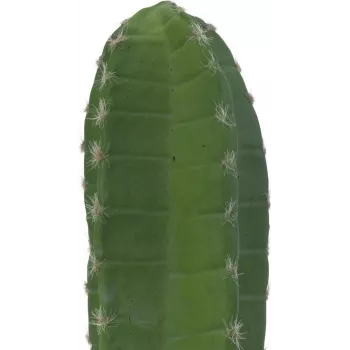 EUROPALMS mexikansk kaktus konstgjord växt, grön, 97 cm 82801070