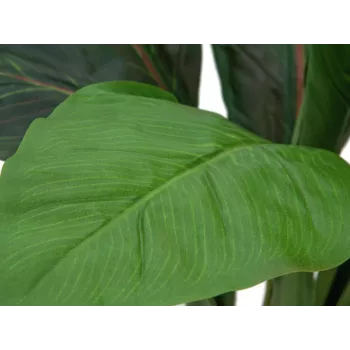 EUROPALMS konstgjord mangoldbuske, 45 cm, grön 82508302