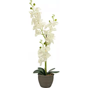 EUROPALMS orkidé konstgjord växt, kräm, 80 cm 82530361