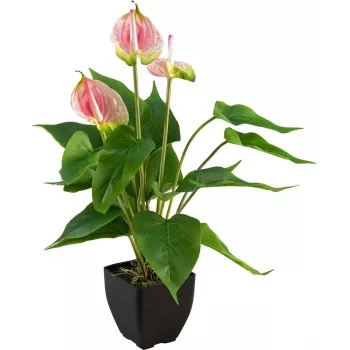 EUROPALMS konstgjord anthurium, vit-rosa 82540348