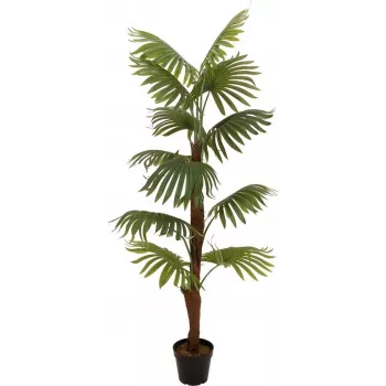 EUROPALMS solfjäderpalm konstväxt, 155 cm 82509303